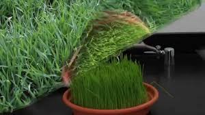 2 Dakikadan Kisa Surede Bugday Cimi Nasil Yetistirilir How To Grow Wheatgrass In Less Than Two Min Youtube