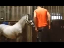 michael hanley horse video | michael hanley and the horse video - YouTube
