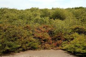 Image result for Halosarcia