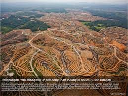 Assalammualaikum, selamat datang di kelas ips. Artikel Ladang Hutan Punca Kemusnahan Terbesar Hutan Tropika Kita Persatuan Aktivis Sahabat Alam Kuasa