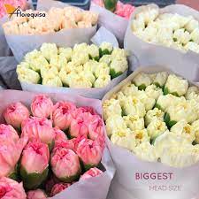 Pin On Standard Carnation Minamis