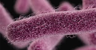Image result for Schoenoplectiella microglumis