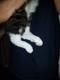 Check spelling or type a new query. Strange Bald Spot With Lump On Hind Leg Thecatsite