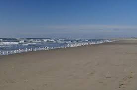 Check spelling or type a new query. Beautiful Beach Picture Of Grayland Beach State Park Tripadvisor