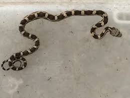 Snakes Of Louisiana Louisiana Department Of Wildlife And