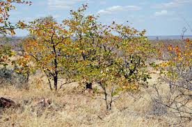 Image result for Colophospermum