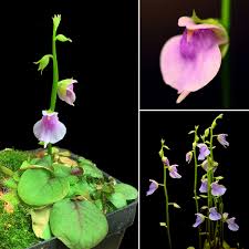 Image result for Utricularia tortilis