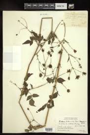 Image result for Bidens biternata