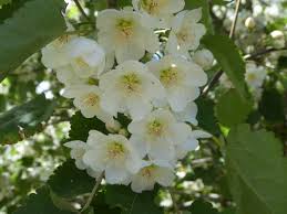 Image result for Indigofera lyallii