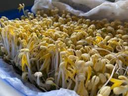 Buat budget bulanan via financialscoop.net. Tanam Taugeh Gemuk Kaedah Penapis Dan Hempap Hari Ke 4 Boleh Makan Hasil Mingguan Wanita