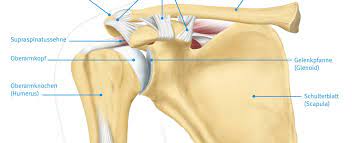 Labrumlasion Der Schulter Physiozentrum