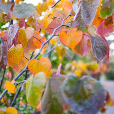Forest pansy redbud fall color. Buy Cercis Canadensis Forest Pansy Online Southern Woods
