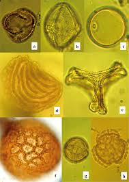 Image result for Sherbournia bignoniiflora