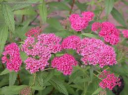 Some of the plants were in the sun as this one in full bloom, some shown below were in the shade so still in bud. Identifying These Pink And White Flowers Gardening Landscaping Stack Exchange