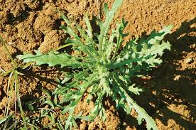 Image result for Senecio consanguineus