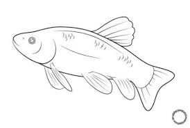 R.d.s edukasi dan hiburan 29 october 2020. 1001 Keindahan Sketsa Gambar Ikan Terlengkap Beserta Penjelasanya