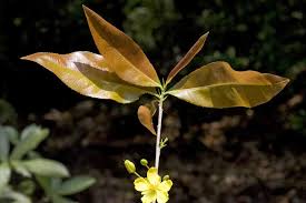 Image result for Ochnaceae