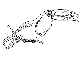 Toucans are such interesting birds and super interesting to color. Coloring Page Bird Toucan Free Printable Coloring Pages Img 20699