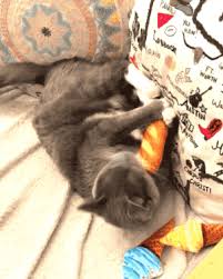 25 Cat Products I Personally Recommend