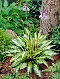 How to plant hosta bulbs. Cherry Berry Hosta Holland Bulb Farms 77280