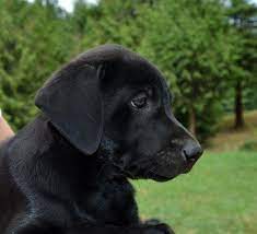 Dogs for sale near vancouver, washington dogs near vancouver, wa. Black Labrador Retriever Puppies For Sale In Woodland Washington Classified Americanlisted Com