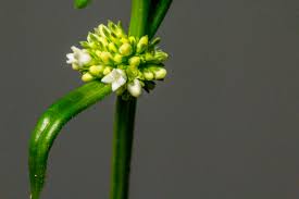 Image result for Spermacoce natalensis