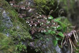 Image result for Isopyrum nipponicum