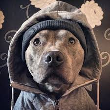 pin by alland hernandez on animals staffy dog cute baby dogs pitbull dog