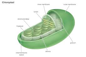 Check spelling or type a new query. Chloroplast Function In Photosynthesis