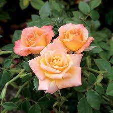 See more ideas about cutie, mlp cutie marks, my little pony. Cutie Pie Miniature Rose Miniature Roses Edmunds Roses