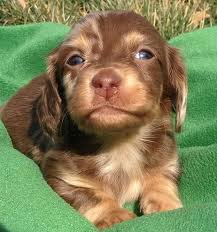 Blue Eyed Piebald Dachshund Puppies Ee Red Or Chocolate Based Red Longhair Dapple Dachshund With Blue Eyes Dapple Dachshund Baby Dachshund Dachshund Love