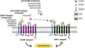 Image result for Gepant