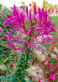 Image result for Cleome spinosa
