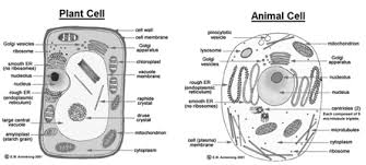 Plant cells have a cell wall, chloroplasts, and one large vacuole. Jee Main Jee Advanced Cbse Neet Iit Free Study Packages Test Papers Counselling Ask Experts Studyadda Com