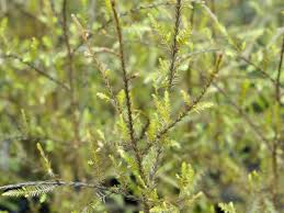 Image result for Huperzia dacrydioides