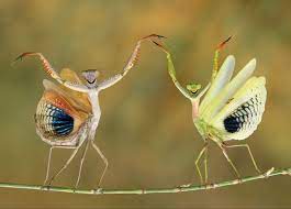The Best Pictures From National Geographic S Photo Contest 2014 National Geographic Photo Contest National Geographic Animals National Geographic Photography