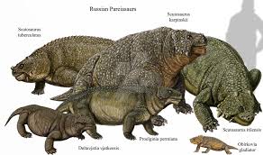 Image result for Pareiasaurus