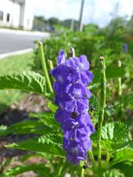 Image result for Stachytarpheta cayennensis