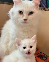 Cat Can't Contain Her Joy When She's Finally Taken Out of an Animal Shelter  with Her Four Lookalike Kittens