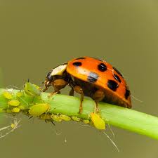 Most seed catalogs or seed packets list if the plant is resistant to any pests or diseases. 8 Ways To Control Common Garden Pests Topline Ie