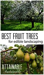 Garden Landscaping Newcastle Her Urban Gardening Tools Like Garden Landscaping Ideas For Large Gardens Edible Landscaping Fruit Garden Growing Fruit Trees
