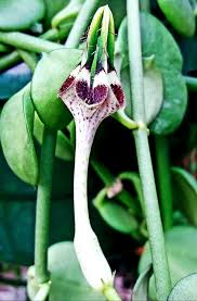 Image result for Ceropegia crassifolia