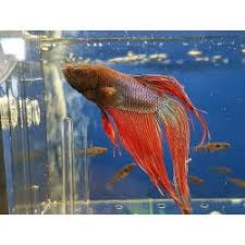 Check spelling or type a new query. Kampffisch Betta Halfmoon Dumbo Ear Betta Splendes Weibchen Kaufen 1