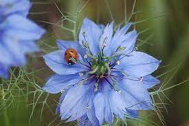 Love In A Mist Flower Seeds Flowers Planting Flowers