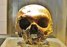 Homo neanderthalensis, king 1864, comunemente detto uomo di neanderthal1, è un ominide strettamente affine all'homo sapiens che visse nel periodo paleolitico medio, compreso tra i 200 000 e i 40 000 anni fa. Homo Neanderthalensis Wikipedia
