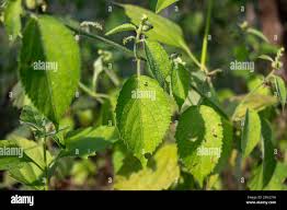 Image result for Tragia okanyua