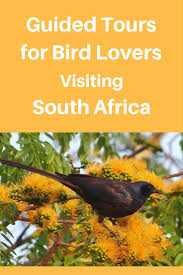 Best Birding Tours In South Africa