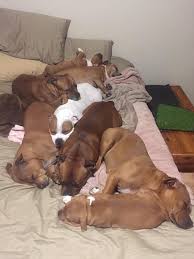 Pin By Eric Miller On Staffordshire Bull Terrier Staffy Dog Beautiful Dogs Cute Animals