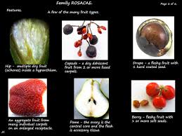 Image result for Rosaceae