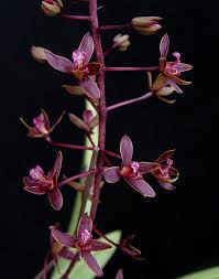 Image result for Cycnium recurvum